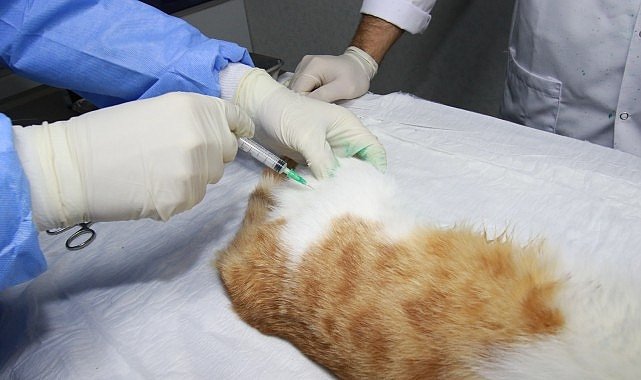 Sokak kedilerine “Kısırlaştırma Karavanı” ile sahip çıkılıyor;  Can dostlarımıza yerinde hizmet