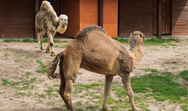 Can yoldaşı oldular