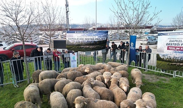 Büyükşehir’den üreticilere damızlık koç desteği