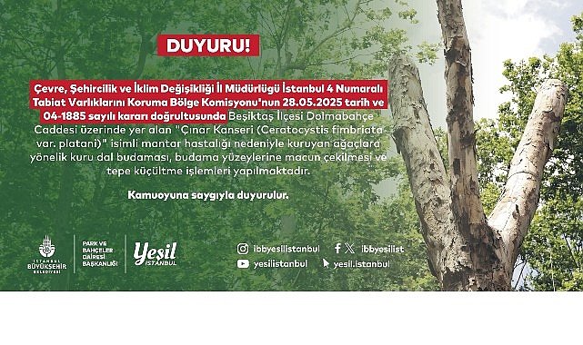 Beşiktaş’taki kanserli ağaçlara budama