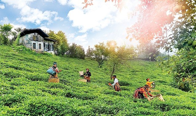 Doğuş Çay Yılda 2 Milyon Ton Tarım Ürününü Ekonomiye Kazandırıyor