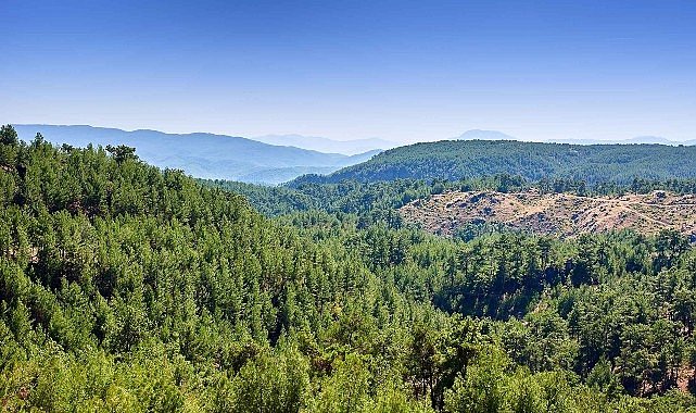 ALJ Türkiye’den 1.4 Milyon Fidan ile Başlayan Ağaç Seferberliği