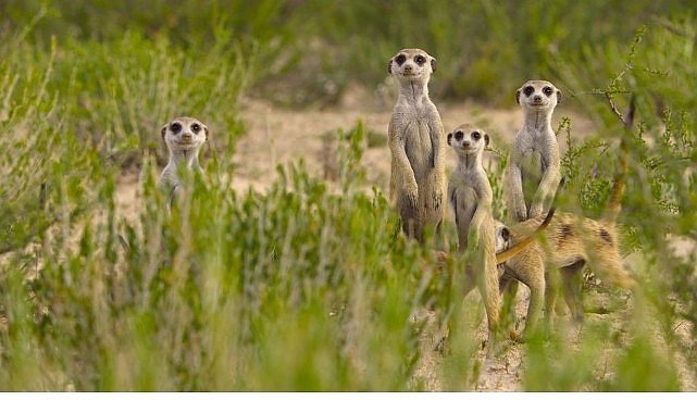 ‘Doğanın Dahileri’, 20 Ağustos Çarşamba 20.00’de National Geographic WILD Ekranlarında!