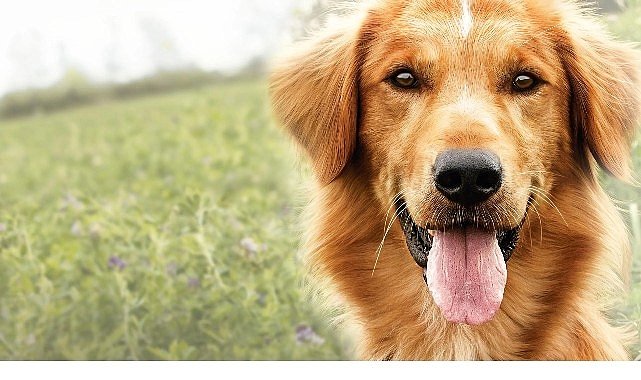 Yapı Kredi bomontiada TV+ Açık Havada Sinema gösterimleri “A Dog’s Purpose” ile yaza veda ediyor