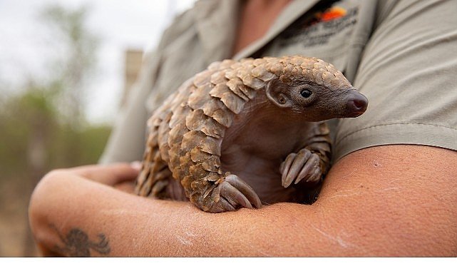 ‘Yavru Hayvanları Kurtarma’, 27 Ağustos Çarşamba 20.00’de National Geographic WILD Ekranlarında!