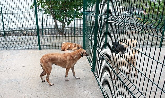 Bakioğlu Can Dostlarımız Yaşam Merkezi ve Bakımevi açılıyor!