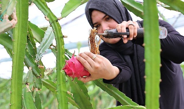 Büyükşehir’den üreticilere katma değeri yüksek alternatif ürün desteği