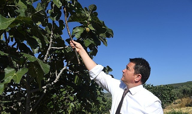 Osmangazi’den dünyaya açılan lezzet “Bursa Siyah İnciri”
