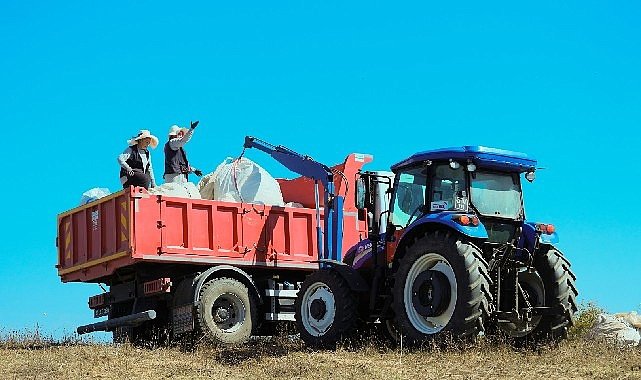 1.140 dekarlık alanda biberiye zamanı