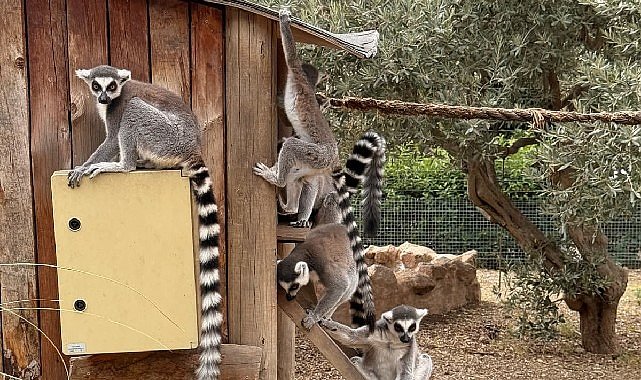 İzmir Doğal Yaşam Parkı’nda Davranış Zenginleştirme Atölyesi