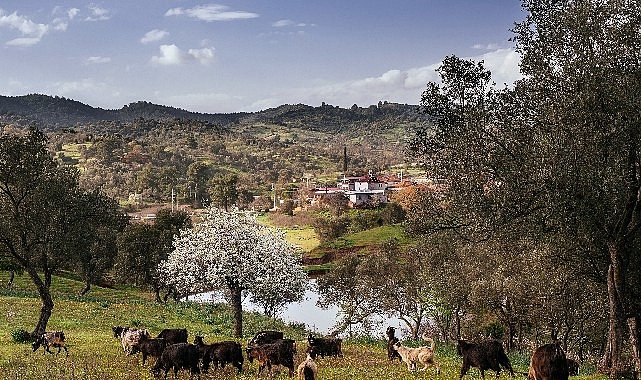 Seferihisar Orhanlı Köyü’nde Zeytin Hasadı Festivaline davetlisiniz.