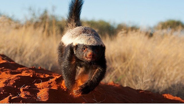 ‘İnanılmaz Bal Porsuğu’,   30 Kasım Pazar 20.00’de   National Geographic WILD Ekranlarında!