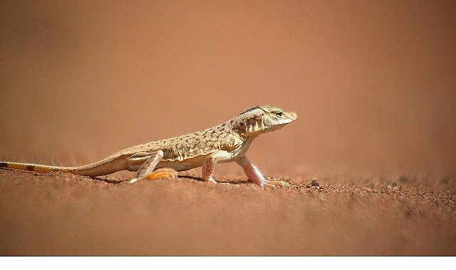 ‘Sıra Dışı Canlılar Özel’,   11 Ocak Pazar 20.00’de   National Geographic WILD Ekranlarında İzleyicilerle Buluşuyor!