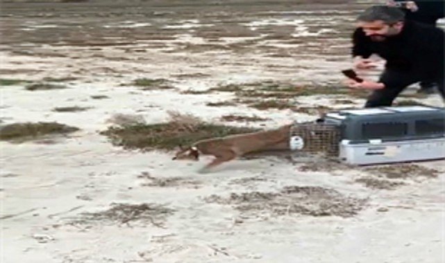 Ağır yaralı bulundu, sağlıklı şekilde doğaya salındı