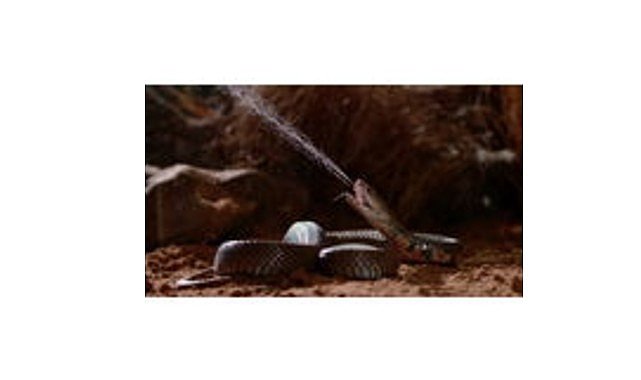 ‘Zehir Dosyaları: Yılan Isırığının Anatomisi’,   29 Mart Pazar 20.00’de   National Geographic WILD Ekranlarında!