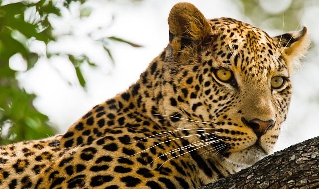 ‘Kalahari: Afrika’nın Gizli Çölü’,   19 Nisan Pazar 20.00’de   National Geographic WILD Ekranlarında İzleyicilerle Buluşuyor!